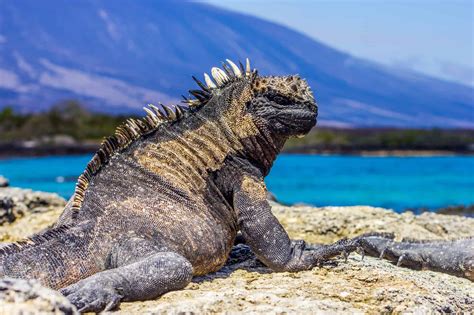 A marine iguana : r/pics .